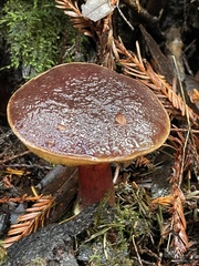 Xerocomellus atropurpureus