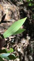 Myrsine seguinii