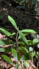 Myrsine seguinii