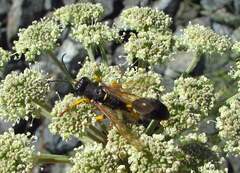 Sceliphron destillatorium