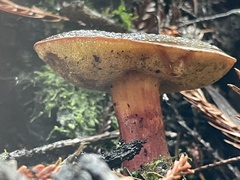 Xerocomellus atropurpureus