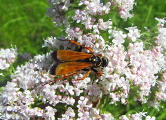 Parabatozonus lacerticida