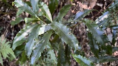 Helicia cochinchinensis