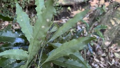 Helicia cochinchinensis