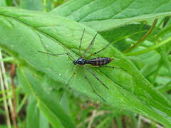 Ptychoptera contaminata