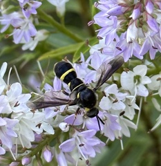 Leucopsina burnsi