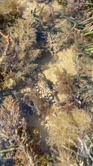 Hapalochlaena maculosa