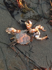 Blepharipoda occidentalis