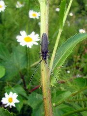 Agapanthia villosoviridescens