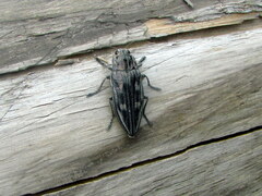 Chalcophora mariana