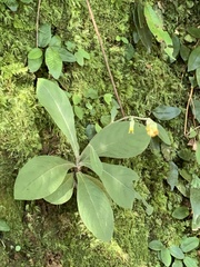 Blumea balsamifera