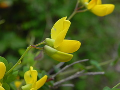 Cytisophyllum sessilifolium