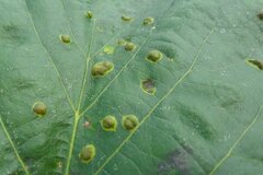 Physemocecis hartigi