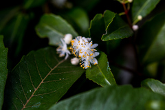 Pseudoscolopia polyantha