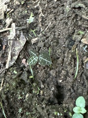 Anoectochilus formosanus