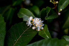 Pseudoscolopia polyantha