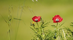 Papaver hybridum