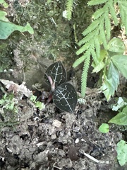 Anoectochilus formosanus