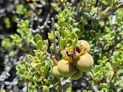 Diospyros austro-africana