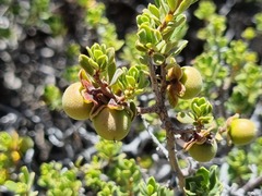Diospyros austro-africana