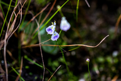 Utricularia livida