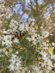 Radumeris tasmaniensis