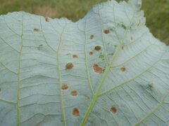 Physemocecis hartigi