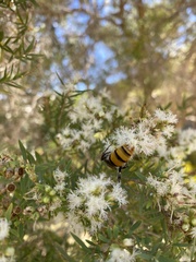 Radumeris tasmaniensis