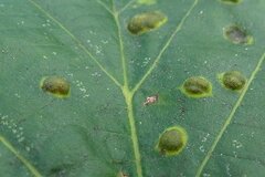 Physemocecis hartigi