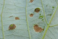 Physemocecis hartigi