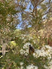 Radumeris tasmaniensis