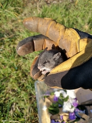 Peromyscus sonoriensis