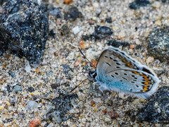 Plebejus