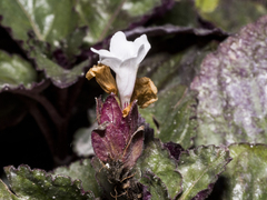 Hemigraphis alternata