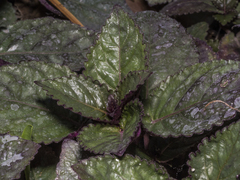 Hemigraphis alternata