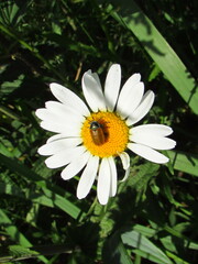 Labidostomis longimana
