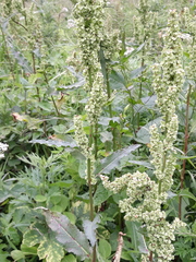 Rumex longifolius