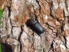 Spondylis buprestoides