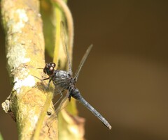 Erythemis attala