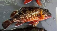 Sebastiscus marmoratus