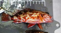 Sebastiscus marmoratus