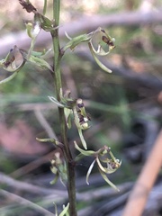 Arthrochilus prolixus