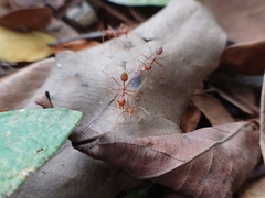 Oecophylla smaragdina