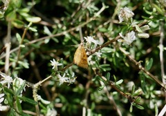 Mnesictena flavidalis