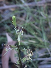 Arthrochilus prolixus