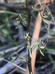 Arthrochilus prolixus