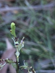 Arthrochilus prolixus