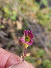 Salvia dentata