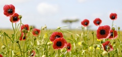 Papaver hybridum
