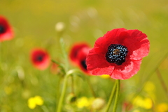 Papaver hybridum